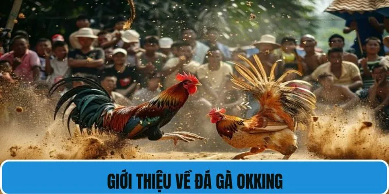 Đá gà Okking là sự lựa chọn cá cược hoàn hảo