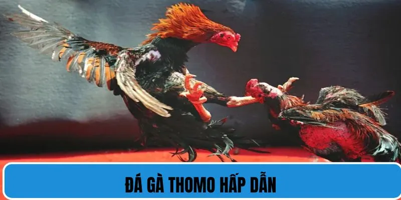 Đá gà Thomo hấp dẫn và lôi cuốn đông đảo người chơi.